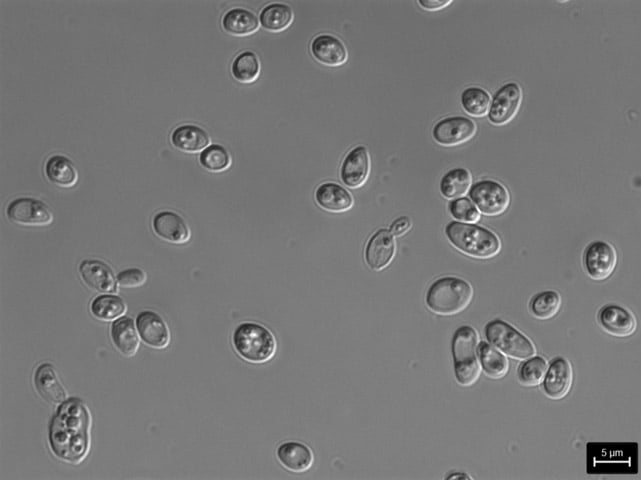 関東学院大学 × 中外製薬　夏休み科学実験教室
～酵母の好きな糖は何かな？～1
