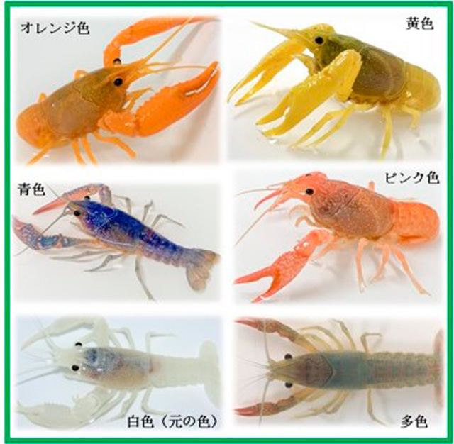 東京農大オープンカレッジ　生き物の色や形の意味を考えてみよう！～カラフルザリガニの餌づくり・ザリガニSDGs～1